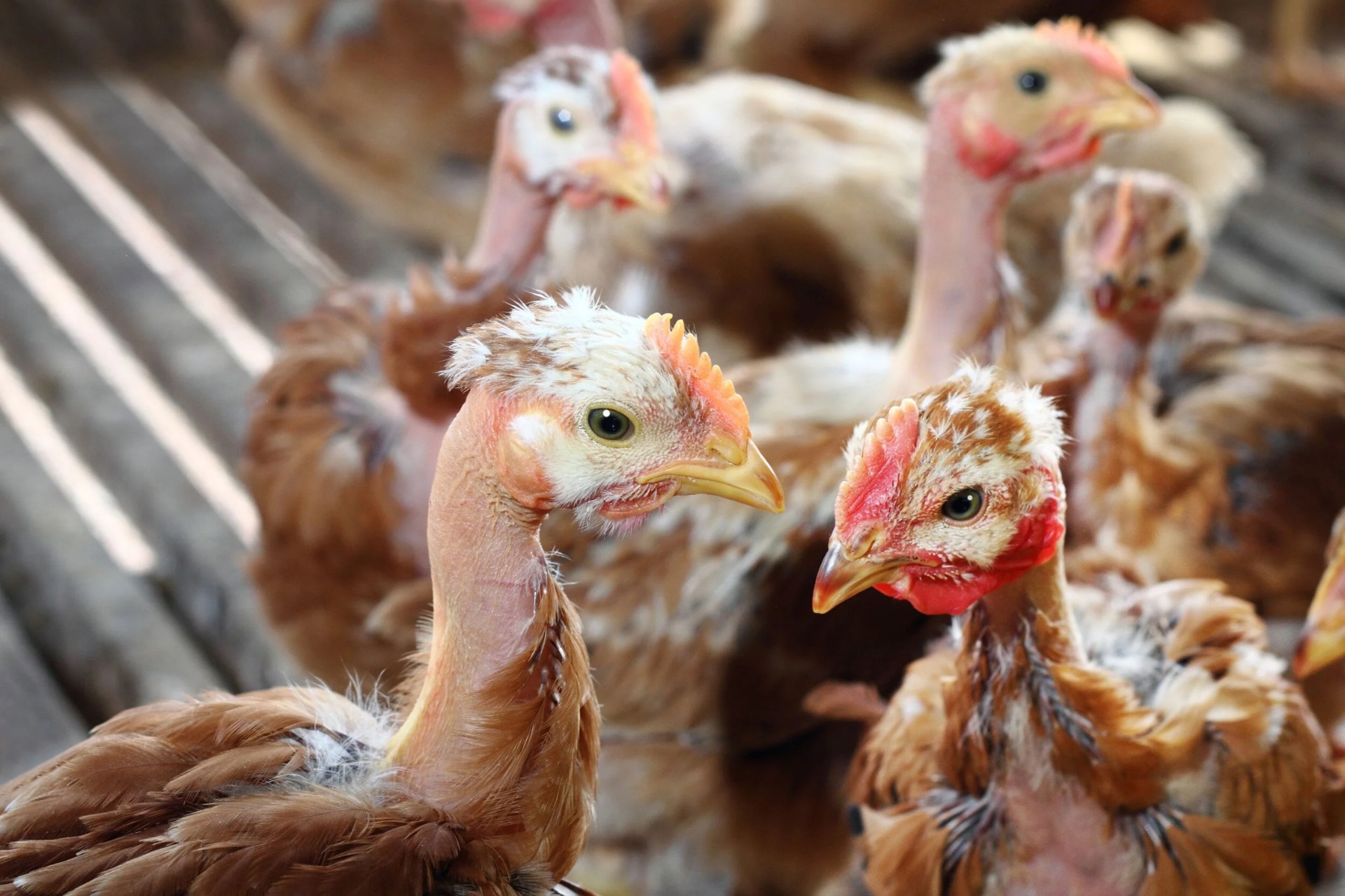 A flock of GG French Poulet chickens at the farm