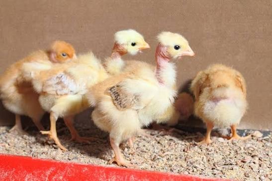 A group of young chicks