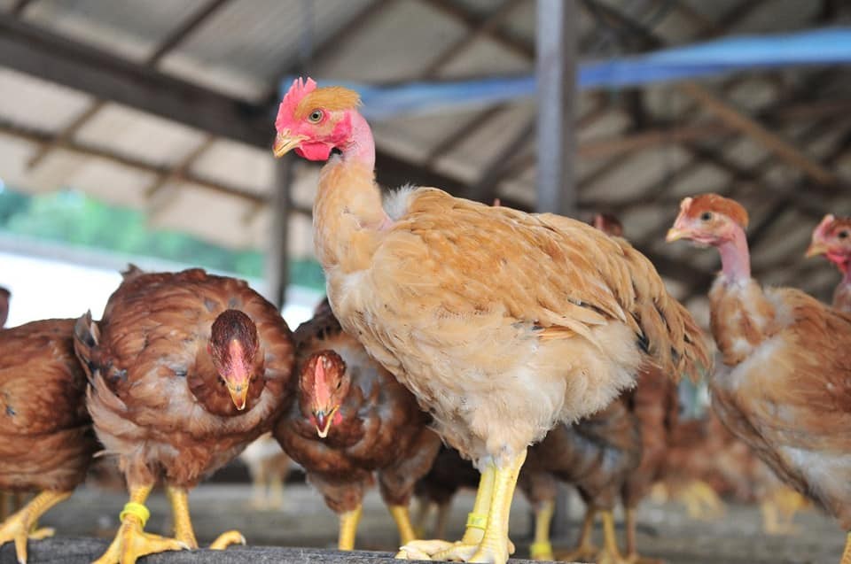 French Poulet chickens in a farm