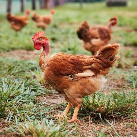 French Poulet chickens outdoors