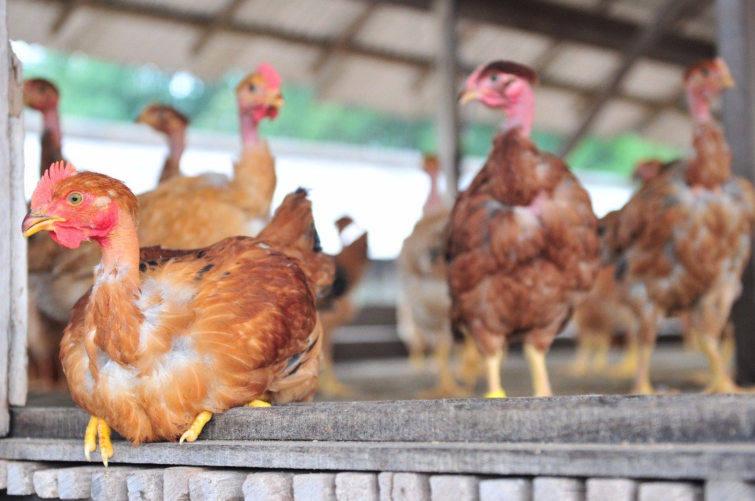 French Poulet in naturally lit pens