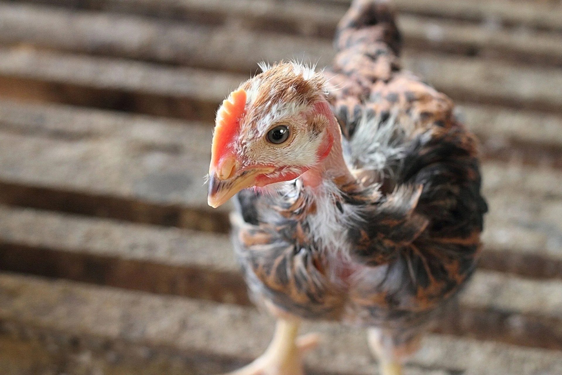 Portrait of a French Poulet chicken