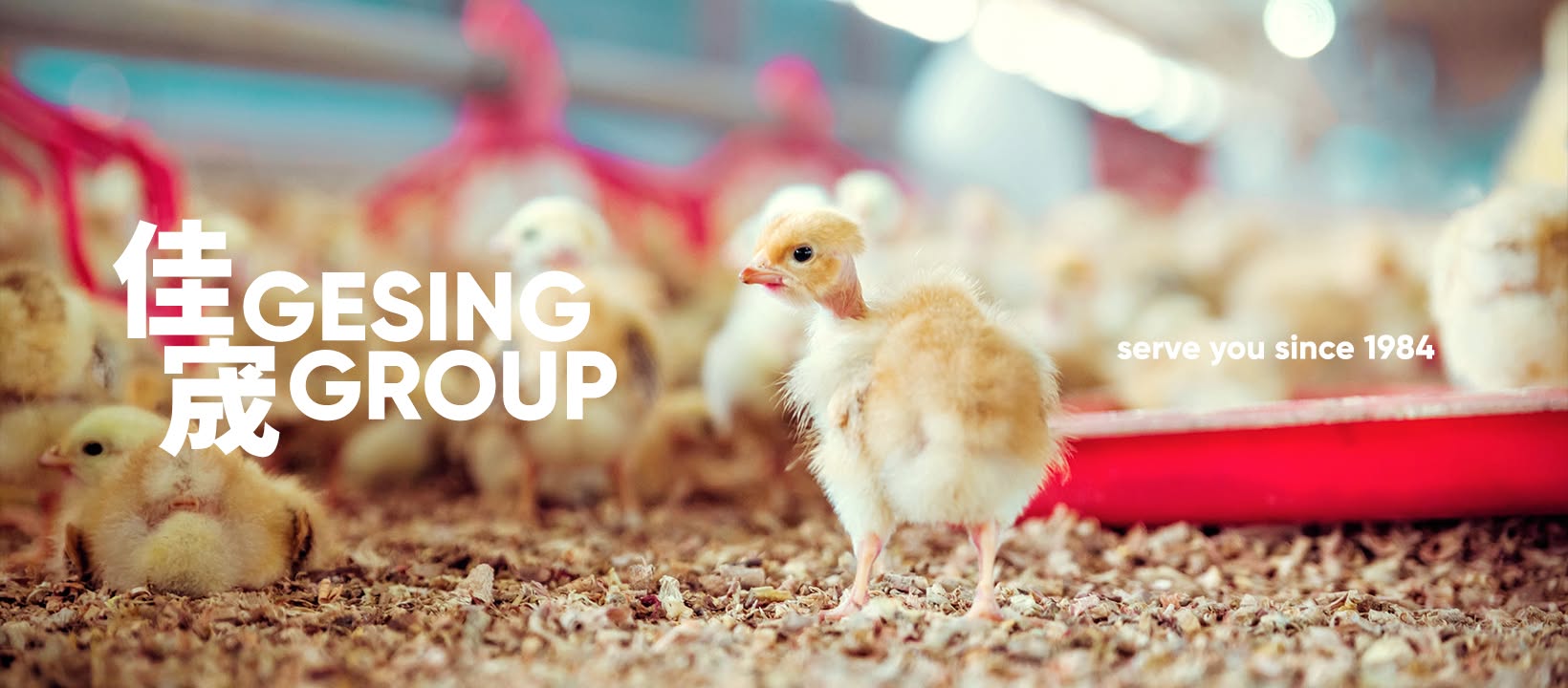 Gesing Group banner showing young chicks on the farm, with the company name and serving since 1984 message