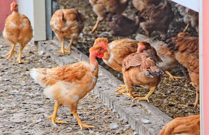 Brown chickens on a raised floor
