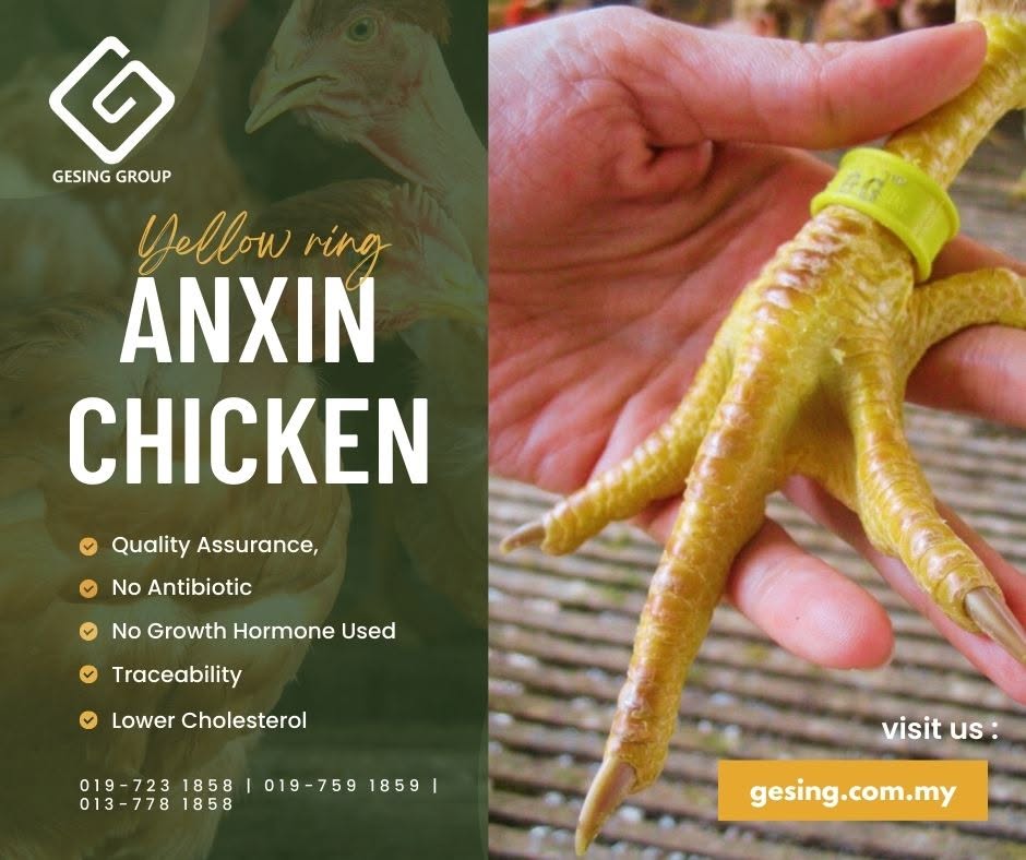 Anxin Chicken: the yellow ring