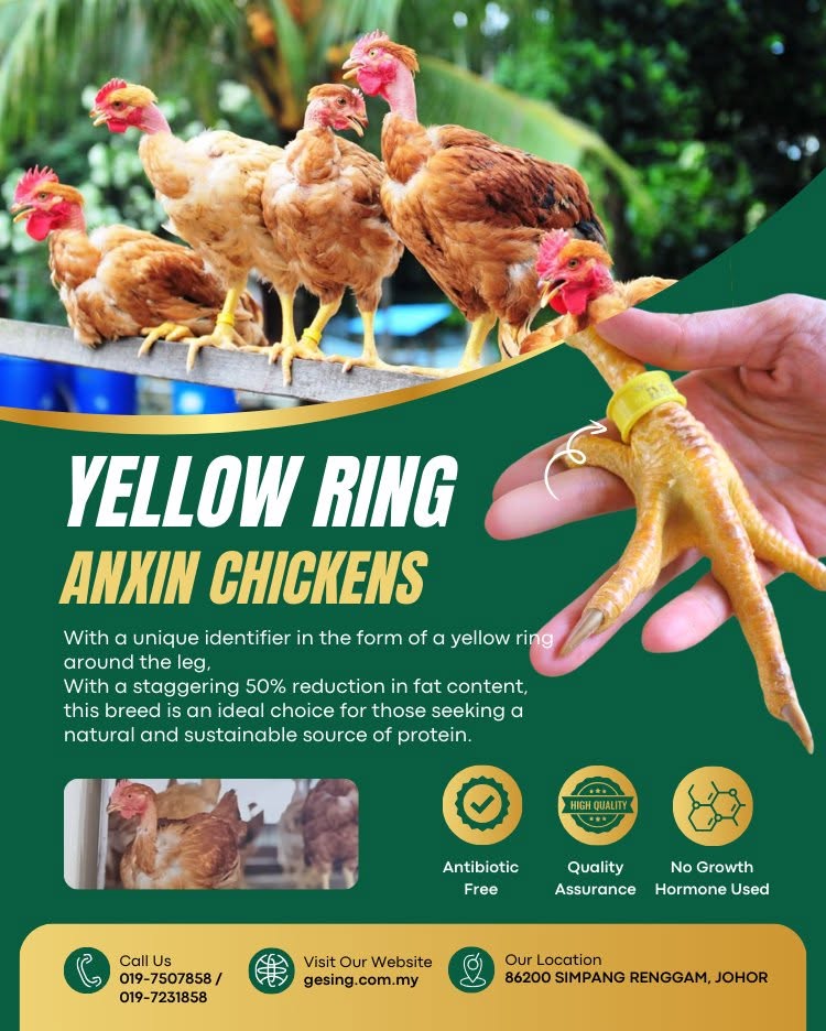 Yellow ring Anxin chickens