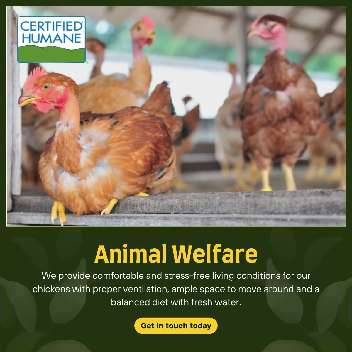 Animal welfare on the farm