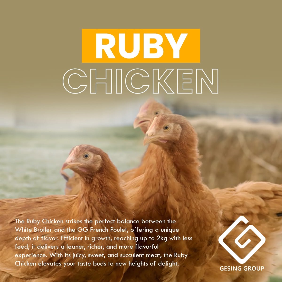 Official Gesing Ruby Chicken artwork